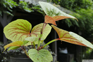 Begonia Torsa     